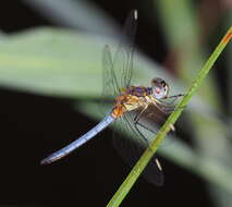 Слика од Aethiothemis solitaria Martin 1908