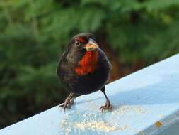 Image of Antillean bullfinches