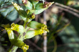 Image of Lachenalia longibracteata E. Phillips