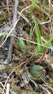 Image of Oncidium graminifolium (Lindl.) Lindl.