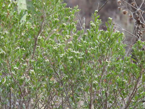 Image of Baccharis heterophylla Kunth