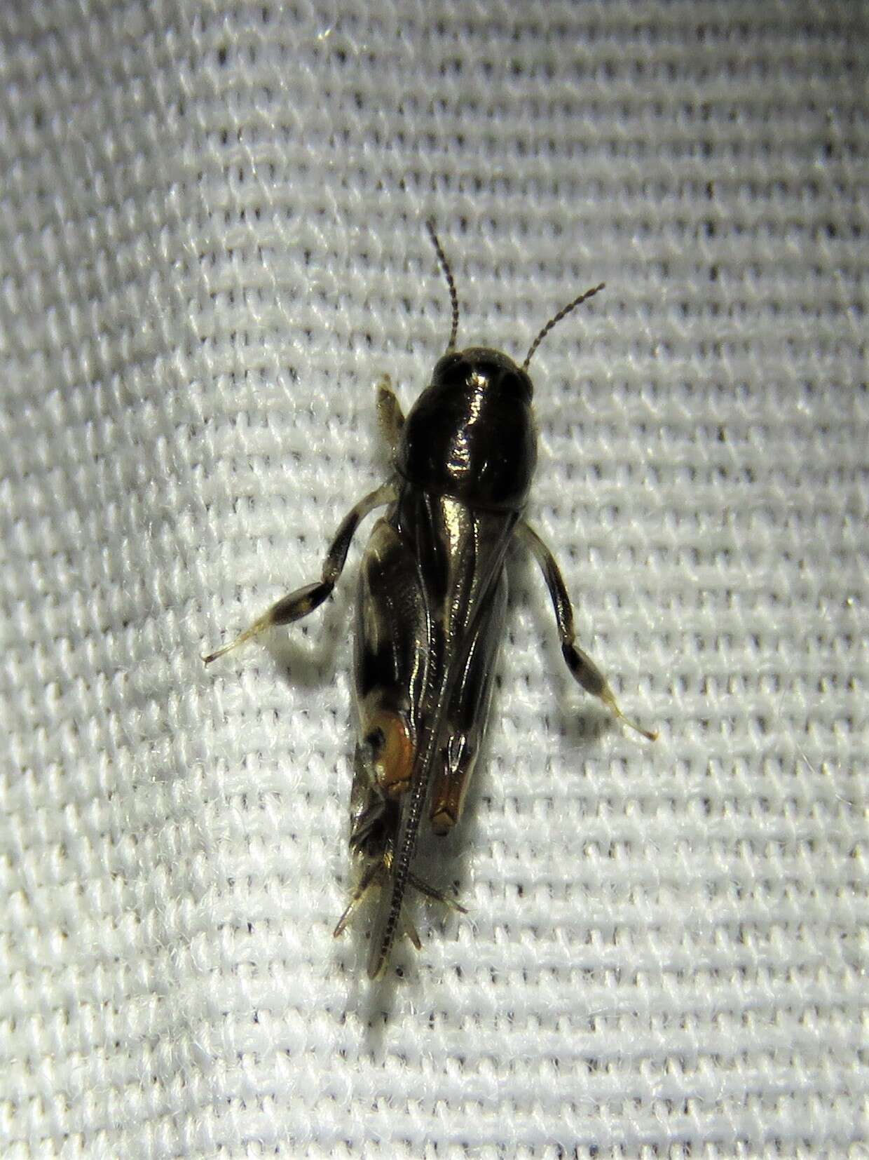 Image of Larger Pygmy Mole Grasshopper