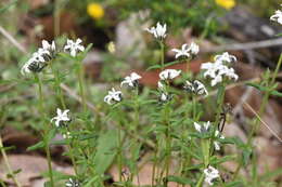 Image of Orianthera serpyllifolia (R. Br.) C. S. P. Foster & B. J. Conn