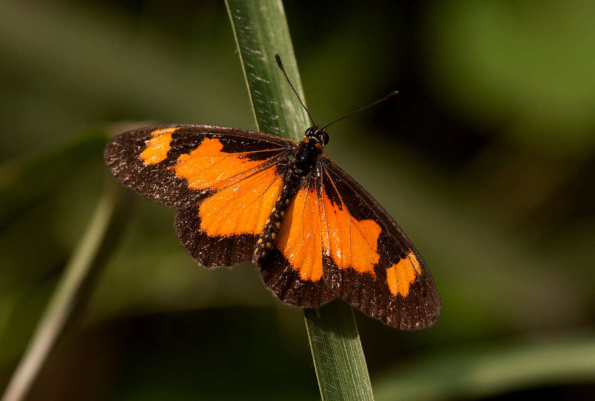 Image de Acraea acerata Hewitson 1874