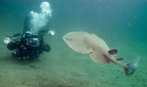 Image of Pacific electric ray