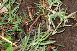Image of Mascarene Grass Frog