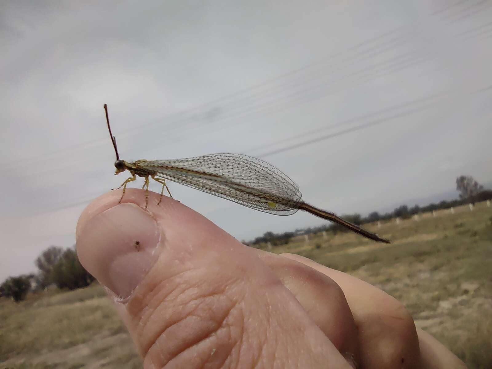 Слика од Brachynemurus versutus (Walker 1853)