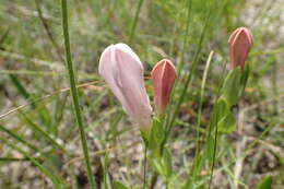 Image of purpleflower pinkroot