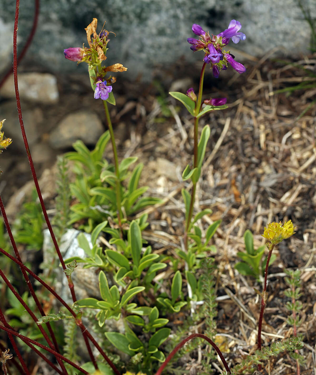 Image of pincushion beardtongue