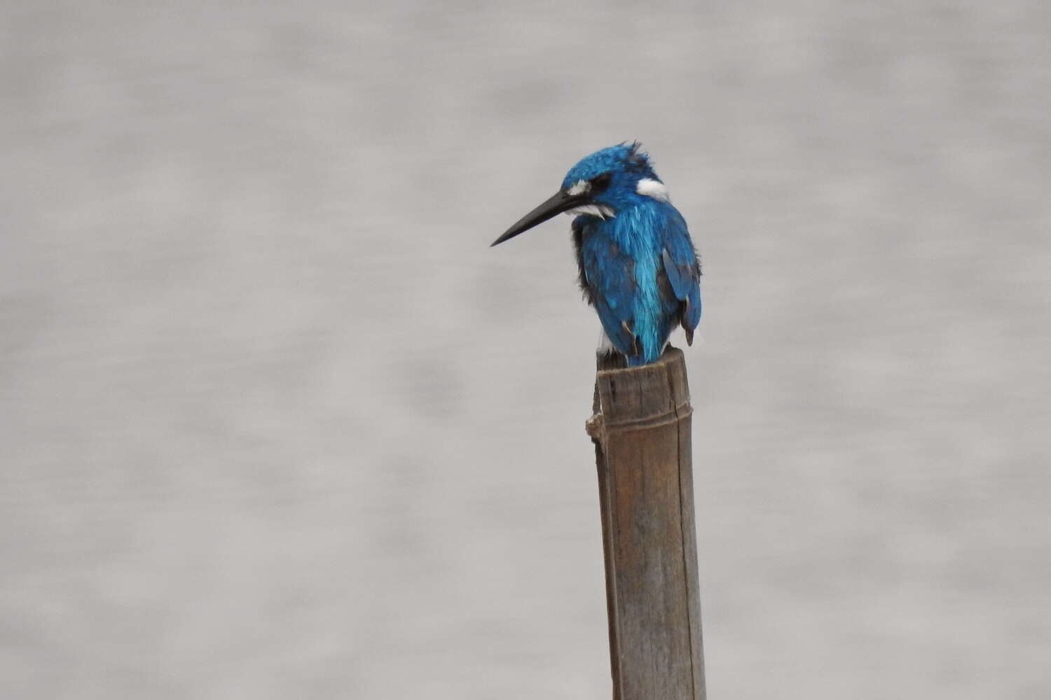 Image of Cerulean Kingfisher