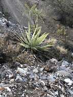 Agave xylonacantha Salm-Dyck resmi