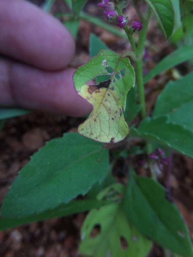 Image of false amaranth