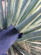 Agave palmeri Engelm. resmi