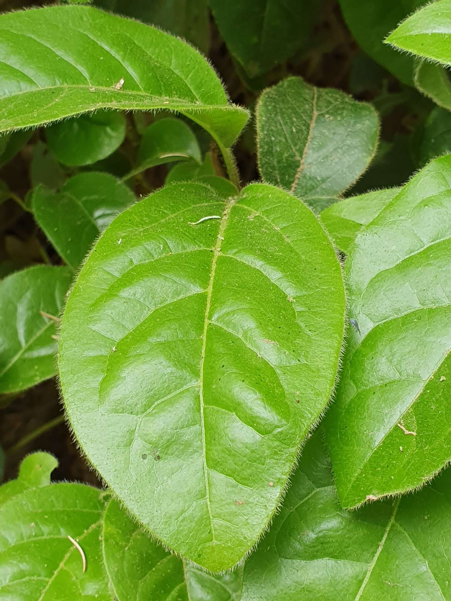 Image of Viburnum tinus subsp. tinus