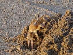 Image of tufted ghost crab