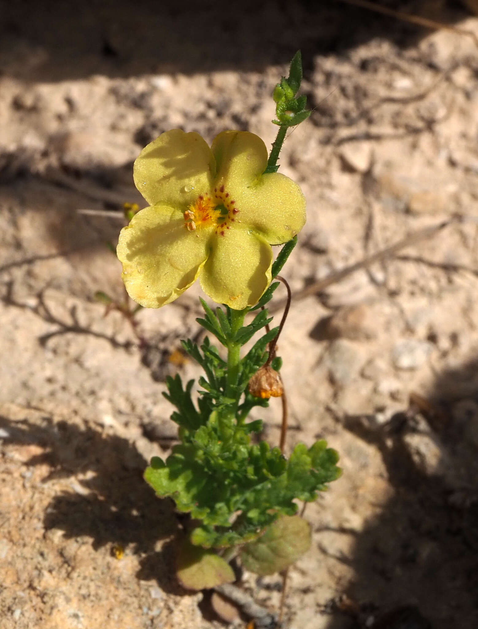 Sivun Verbascum orientale (L.) All. kuva