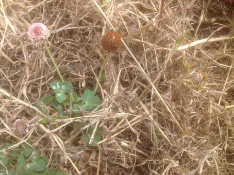 Image of strawberry clover