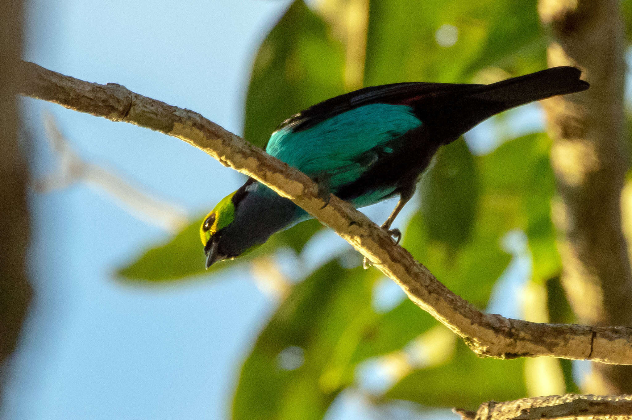 Image of Paradise Tanager