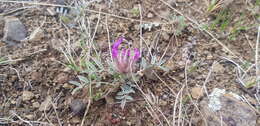 Plancia ëd Astragalus laguroides Pall.