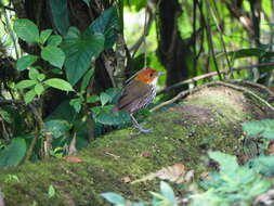 Image of Chestnut-crowned Antpitta