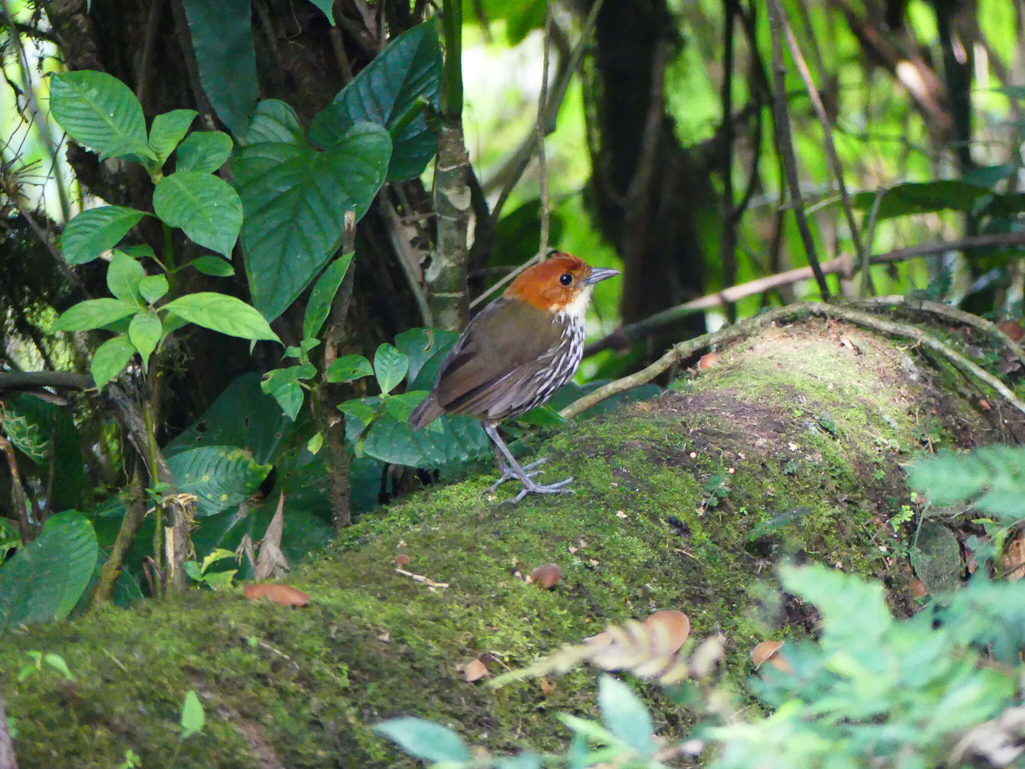 Grallaria ruficapilla Lafresnaye 1842的圖片