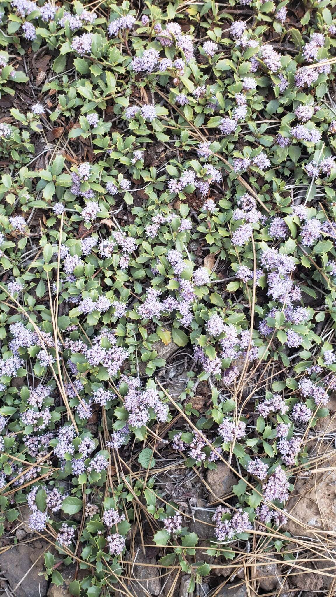 Image of Ceanothus divergens var. occidentalis (Mc Minn) D. O. Burge