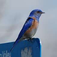 Image of Western Bluebird