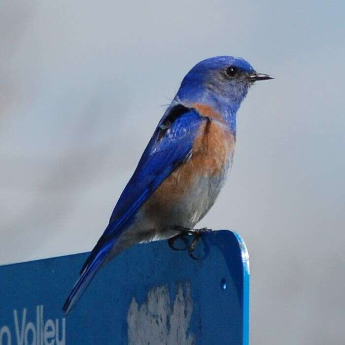 Image of Western Bluebird