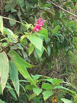 Image of Salvia tortuosa Kunth