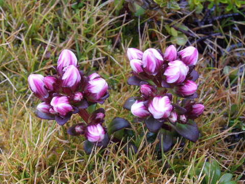 Image of Gentianella concinna (Hook. fil.) T. N. Ho & S. W. Liu