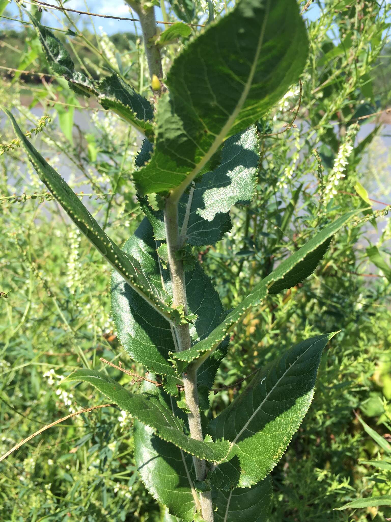 Imagem de Salix cordata Michx.