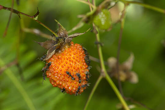 Image of Rubus fraxinifolius Poir.