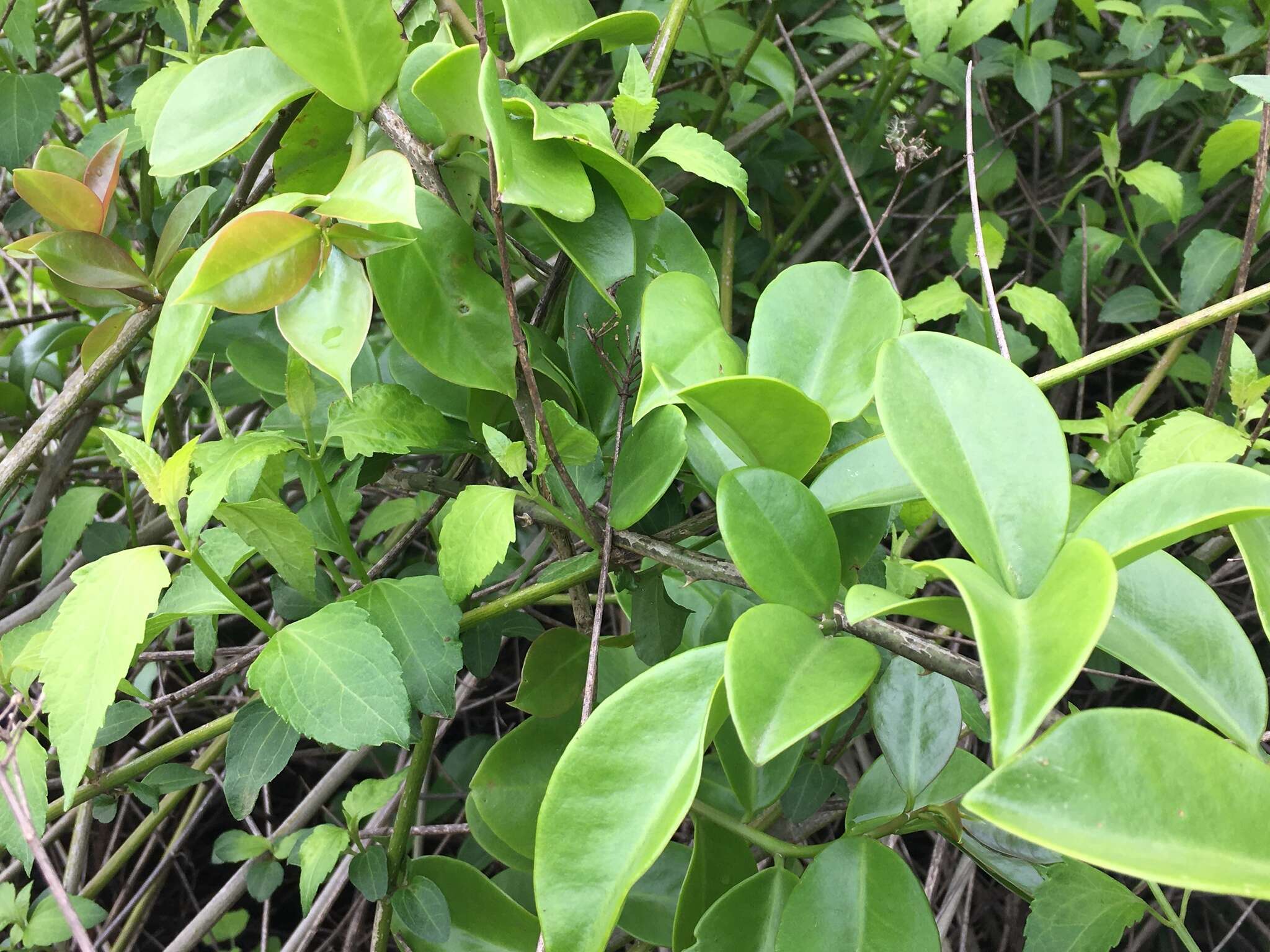 Image of Barbados shrub