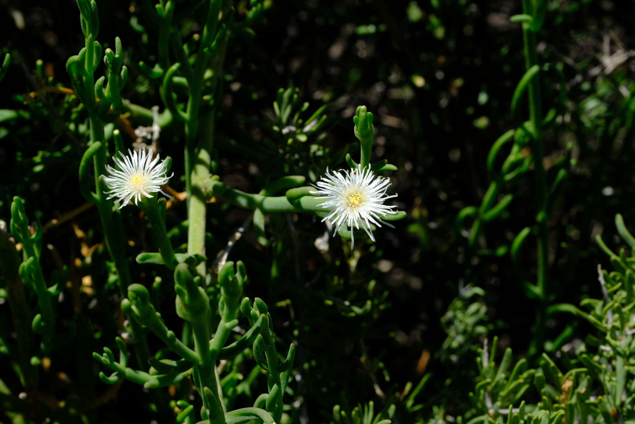 Image of Mesembryanthemum coriarium Burch. ex N. E. Br.