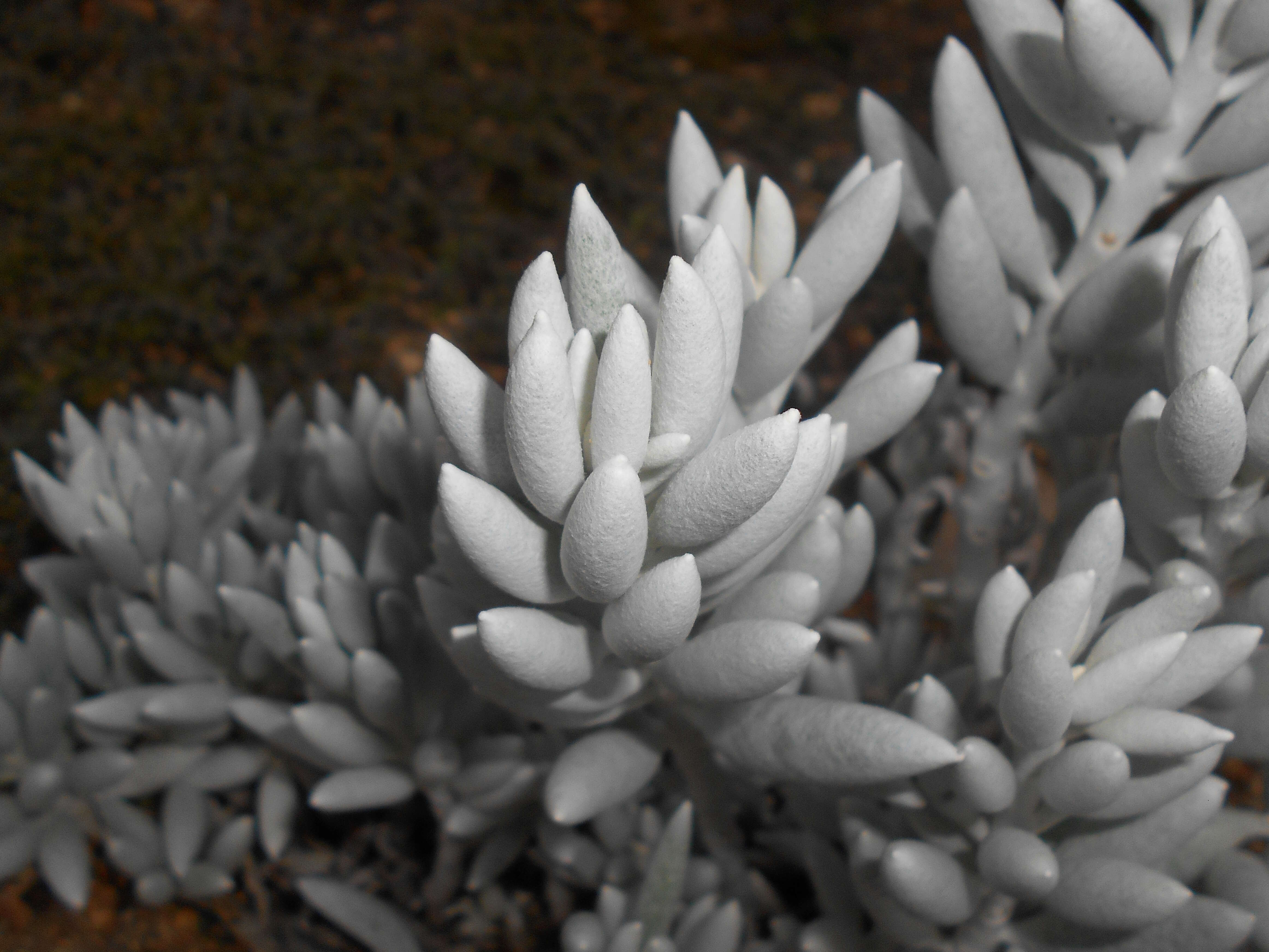 Image of cocoon-plant