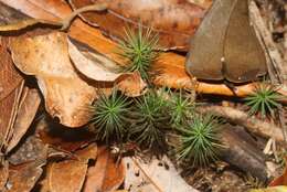 Image of Dawsonia polytrichoides R. Brown 1811