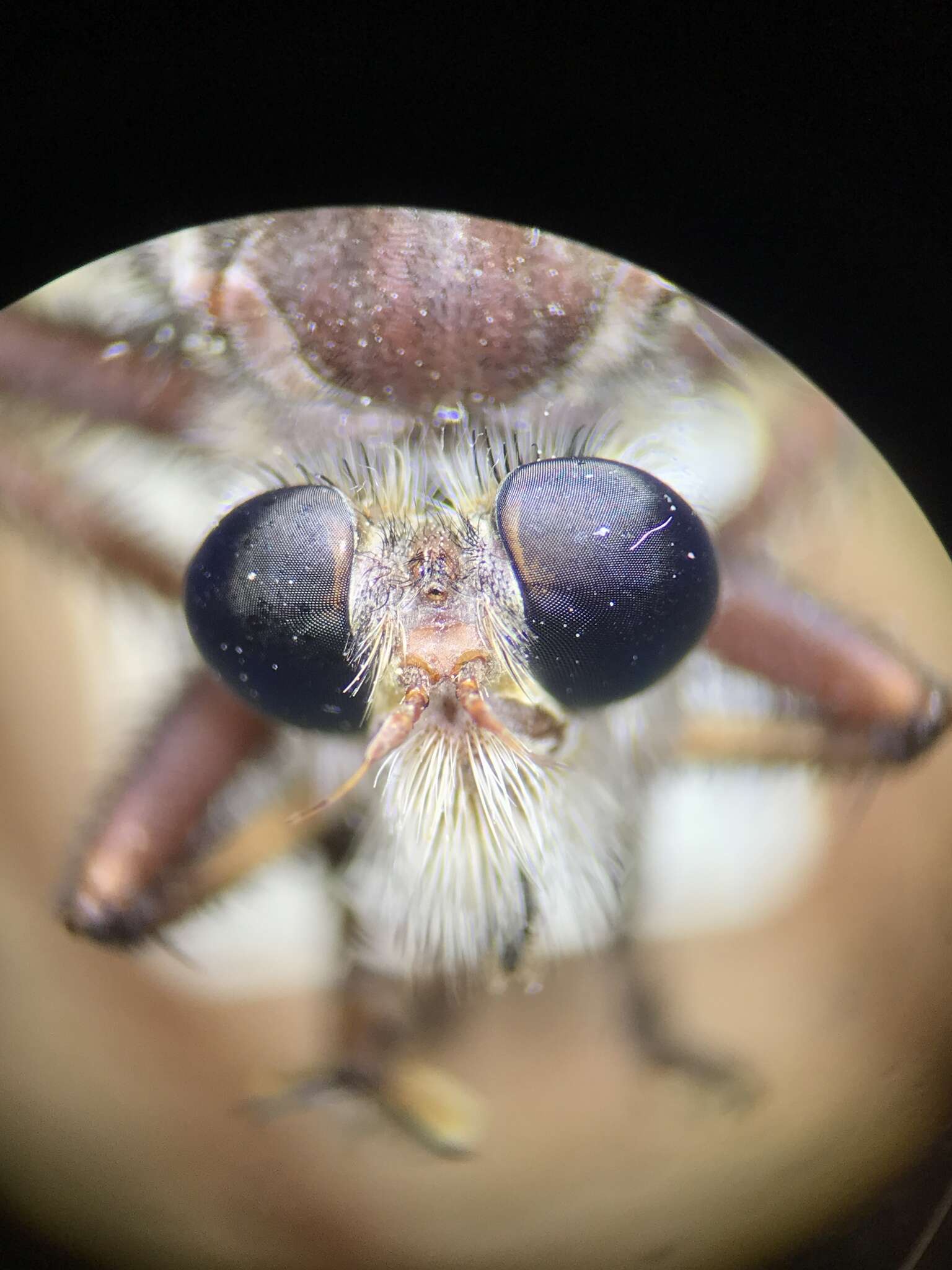 Image of Proctacanthus hinei Bromley 1928