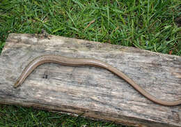 Image of Slow Worm