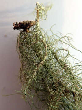 Image of Usnea subeciliata (Motyka) Swinscow & Krog