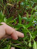 Plancia ëd Symphyotrichum firmum (Nees) G. L. Nesom