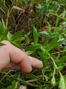 Image of purplestem aster