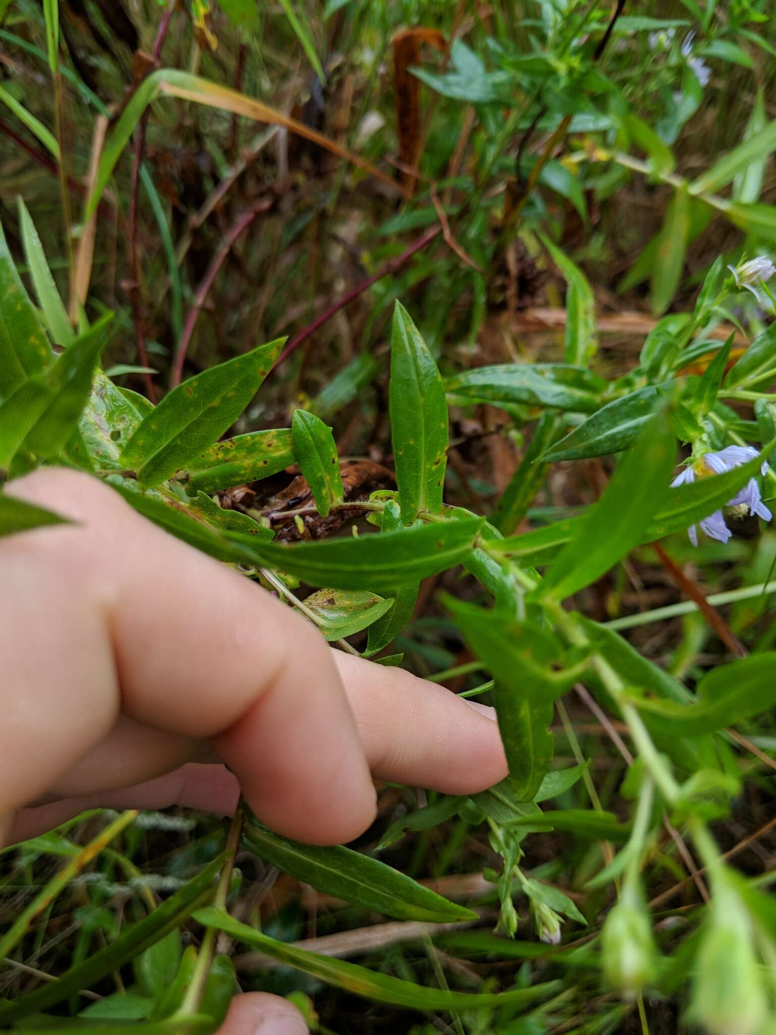 Plancia ëd Symphyotrichum firmum (Nees) G. L. Nesom