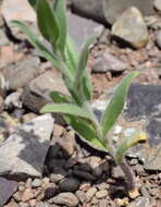 Image of graceful false flax