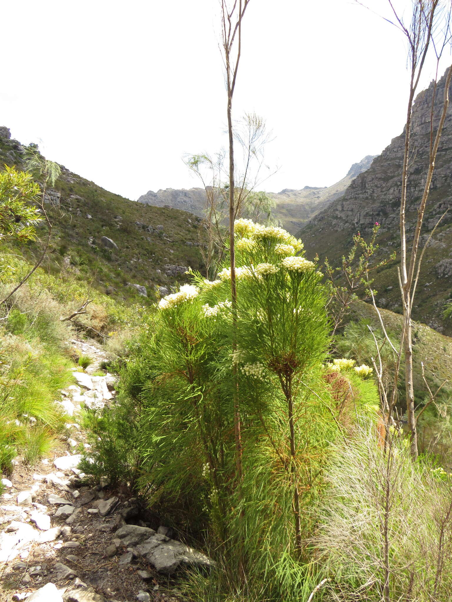 Imagem de <i>Psoralea fleta</i> C. H. Stirt.