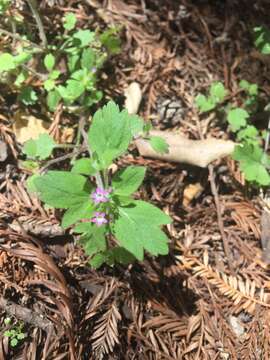 Image of variableleaf collomia