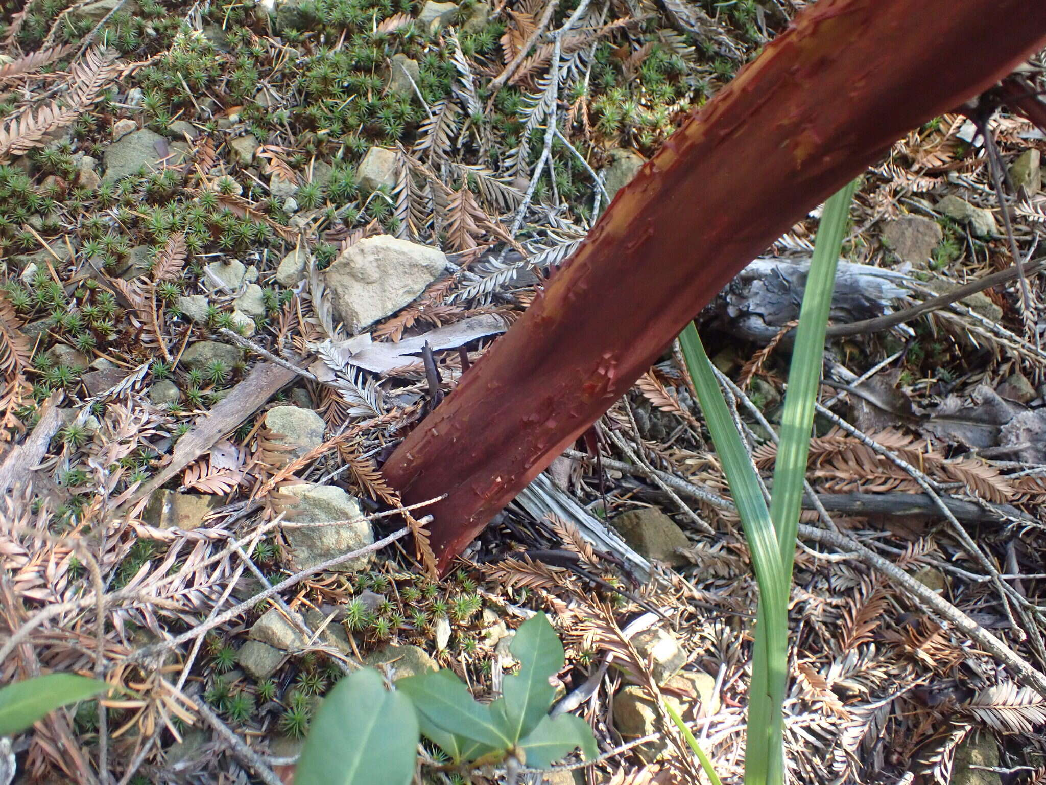 Sivun Arctostaphylos virgata Eastw. kuva