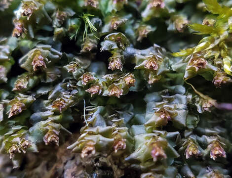 Image of Grove Earwort