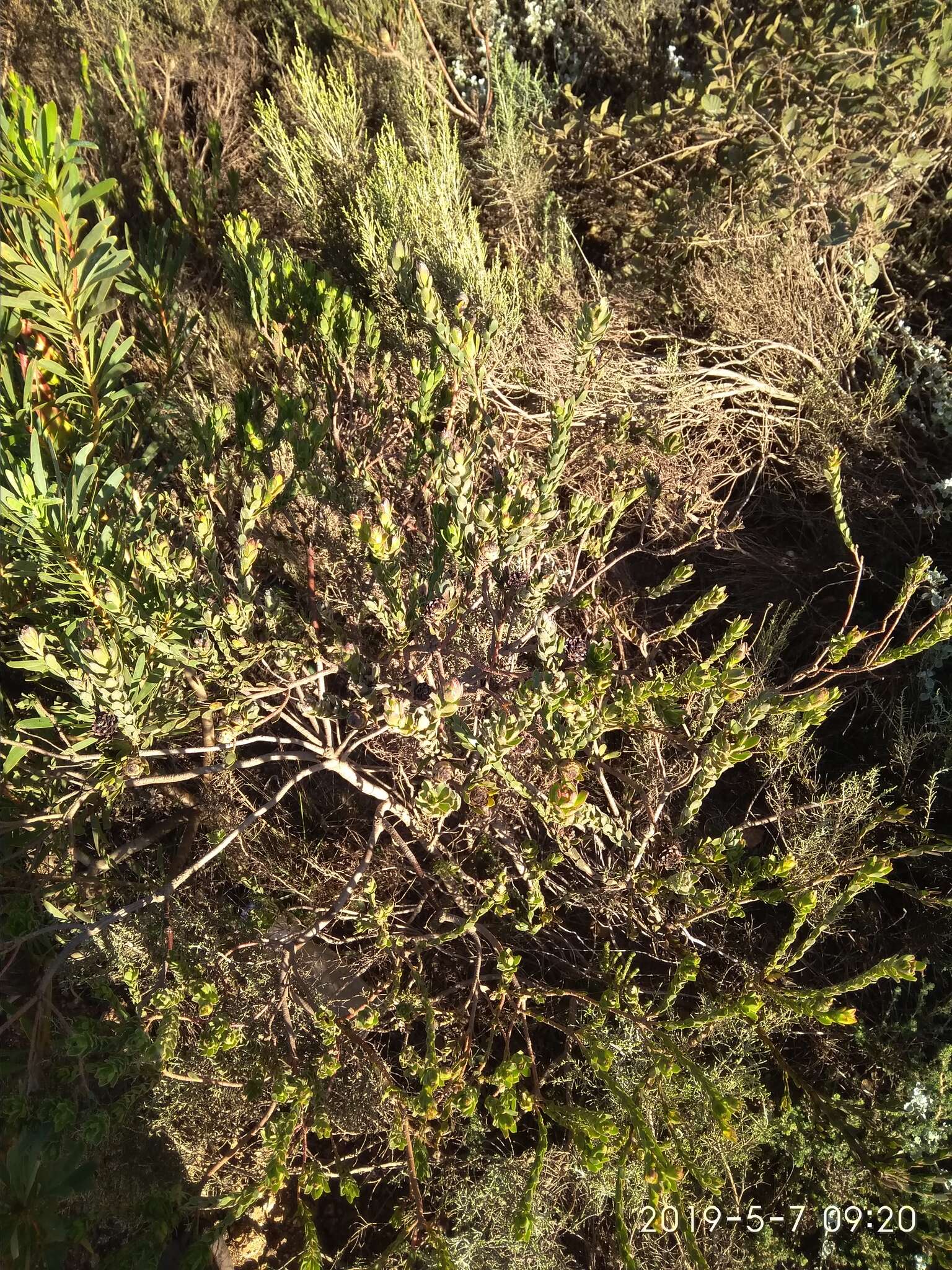 Image of Leucadendron stelligerum I. Williams