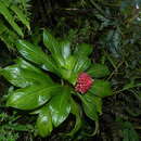 Image of Lobelia conglobata Lam.