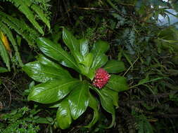 Image of Lobelia conglobata Lam.